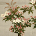 Bunrin Shiokawa Gallery